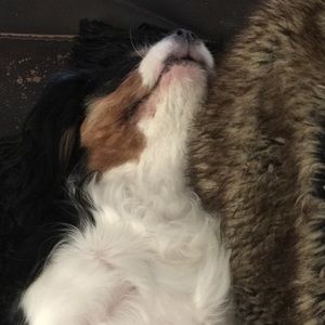 Meet your Posher, Amelia